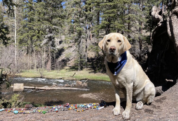 Elsie the dog by a riverbank with her carried beads of courage