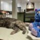 Kitcat